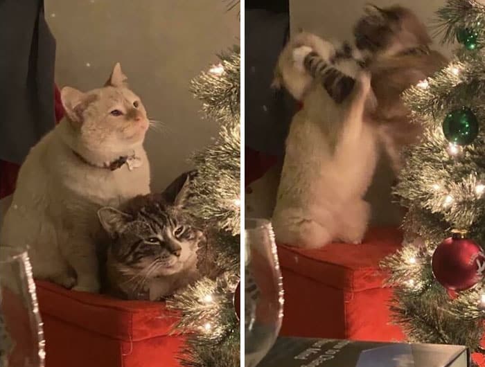 They Really Had To Ruin The Christmas Photo