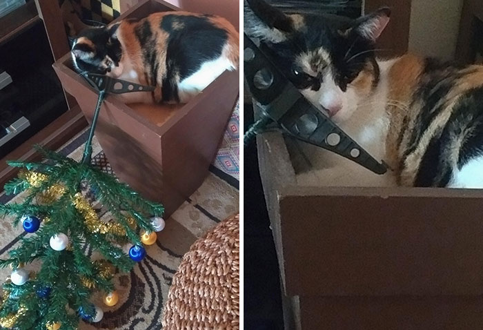 My Cat Wants To Destroy Christmas Because She Is Perpetually Grumpy. She Doesn't Feel Sorry Either