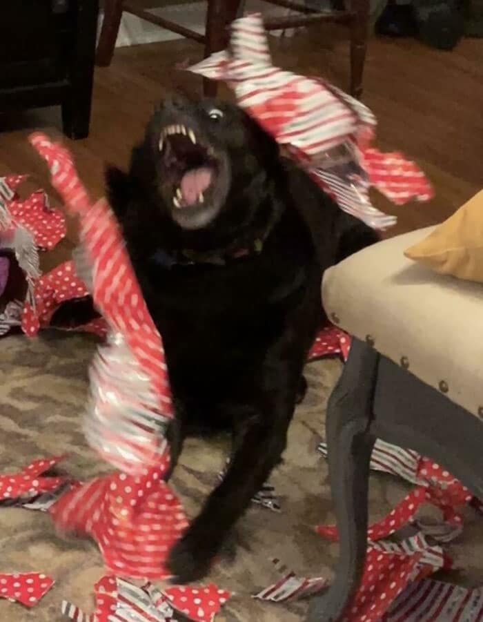 This Is How Our Dog Maggie Opens Her Christmas Presents Every Year This Is How Our Dog Maggie Opens Her Christmas Presents Every Year