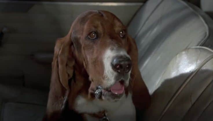 View from the Birdhouse: Dear Abby - Famous TV Dogs: Dog the Basset Hound from Columbo